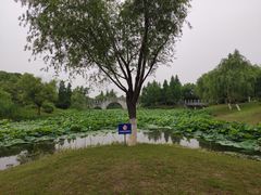 -尚贤河湿地