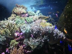 -迪拜水族馆及水下动物园