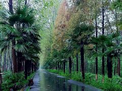 -合肥滨湖国家森林公园