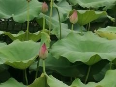 -涵家味土菜馆·徽州一绝臭鳜鱼(三河古镇店)