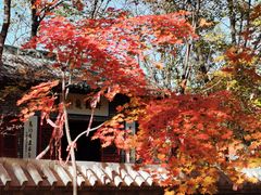 -龙道沟景区