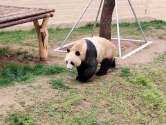 -石家庄市动物园