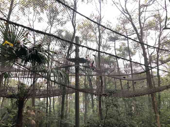 重庆飞越丛林探险乐园(歌乐山园区)-"国庆节去的居然下雨人不多,完全