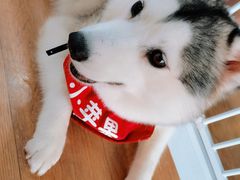 -Husky Go! 哈士奇体验馆·宠物咖啡厅狗咖