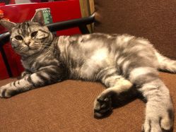 -幸运7纹身刺青Lucky7tattoo