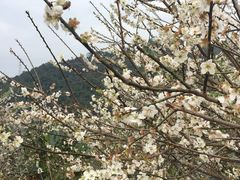 -广州市流溪河国家森林公园