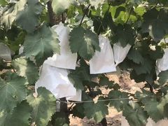 -马陆小张葡萄园农家乐