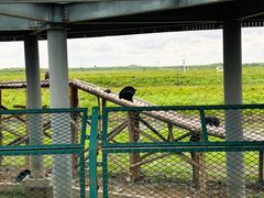 -黑瞎子岛探秘野熊园