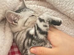 -lincat·猫舍(广州店)