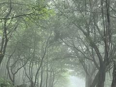 -广州市石门国家森林公园