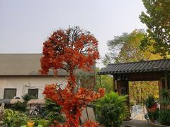 -后湖小院·乡野田园菜