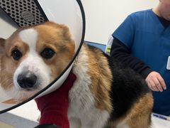 -凯瑞希宠物医院·狂犬免疫·微创·皮肤科