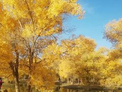 -金塔沙漠胡杨林景区