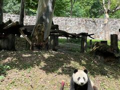 -都江堰中华大熊猫苑