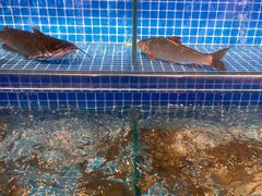 活虾-乔哥铭洋海鲜自助(皇城恒隆广场店)