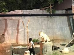-清迈夜间动物园