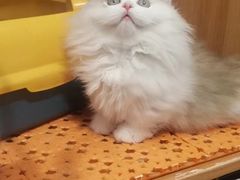 -欣宠猫屋·矮脚拿破仑·蓝金金渐层