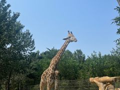 -大连森林动物园