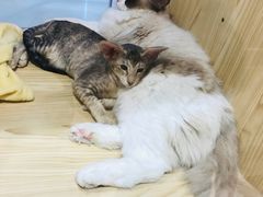-屋虎猫馆(宝安大仟里店)