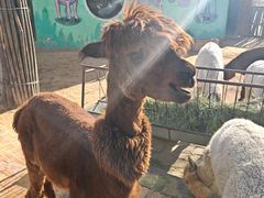 -鄂尔多斯野生动物园