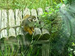 -青藏高原野生动物园
