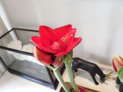-精德口腔·种植修复·儿牙中心(财富中心店)