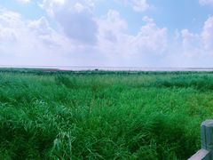 -呼兰河口湿地公园