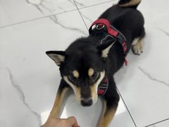 -嘉馨宠物医院·CT影像转诊·心脏科·犬猫全科诊疗中心(下沙大学城院区)