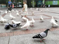 -顺峰山公园