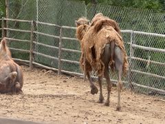 -青藏高原野生动物园