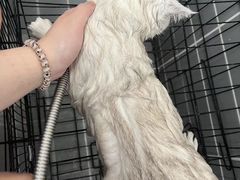 -嘉馨宠物医院·CT影像转诊·心脏科·犬猫全科诊疗中心(下沙大学城院区)