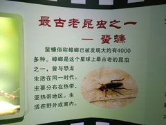 -上海昆虫博物馆