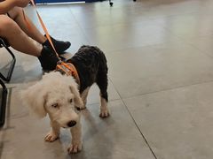 -伟伟宠物医院·CT影像中心·瑞派犬猫综合性门诊(汉口总院)