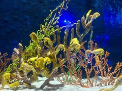 -珠海长隆海洋王国