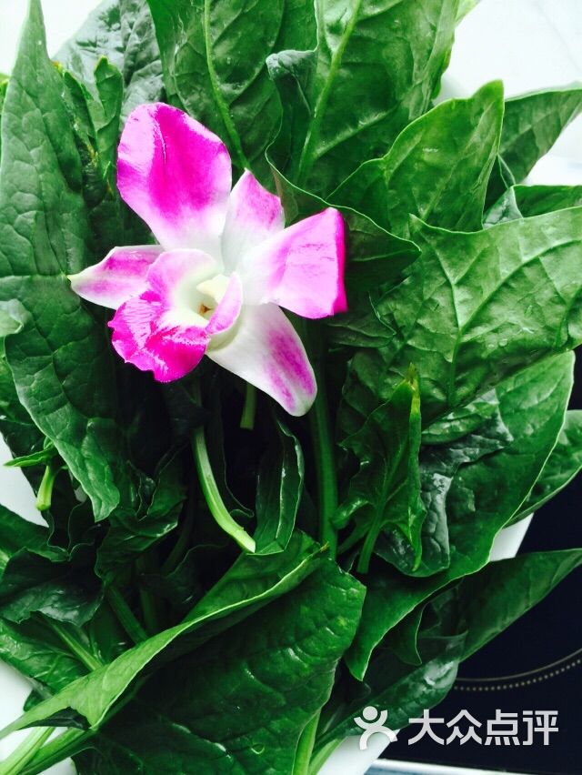 鱼美人蛋白质火锅图片 - 第26张