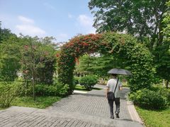 -东莞植物园