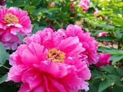 -黑龙江省森林植物园