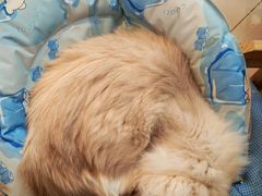 -平行世界·猫咖(首经贸店)