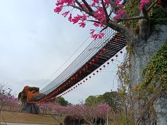 -天适樱花悠乐园