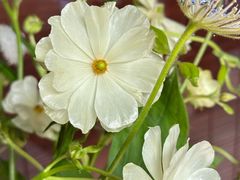 -花迹·金陵南京菜(老门东店)