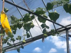 -马陆小张葡萄园农家乐