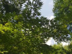 -上海佘山国家森林公园天马山园