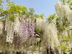 -嘉定紫藤园