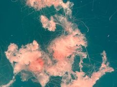 -海合安青岛极地海洋公园