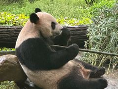 -都江堰中华大熊猫苑