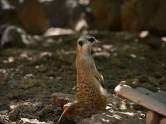 -石家庄市动物园