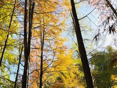 -上海海湾国家森林公园