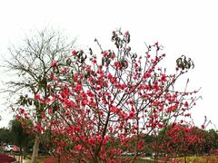 -松山湖梦幻百花洲