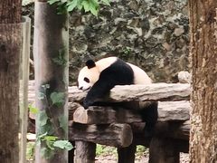 -都江堰中华大熊猫苑
