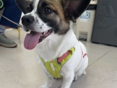 -爱妮康宠物医院·干细胞免疫细胞·肿瘤·心脏(张江店)